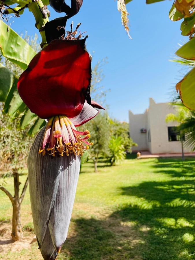 Msholidays Victoria Privatisee Marrakech Marrakesh