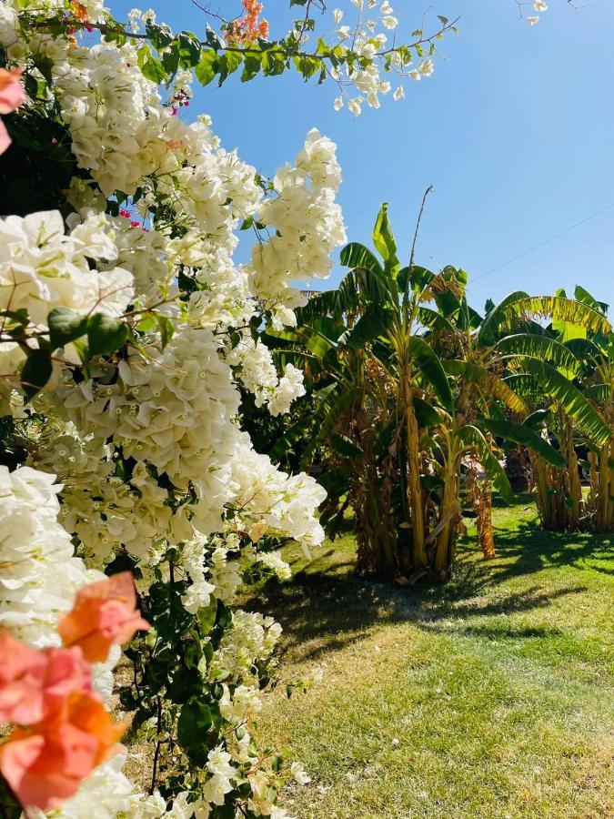 Msholidays Victoria Privatisee Marrakech Villa Marrakesh